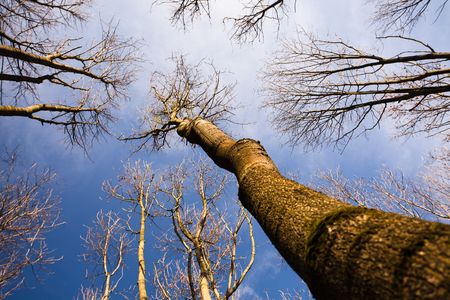 Autumn trees and blue skyの写真素材