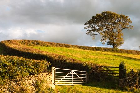 On the field in Yorkshire Dales National Parkの写真素材