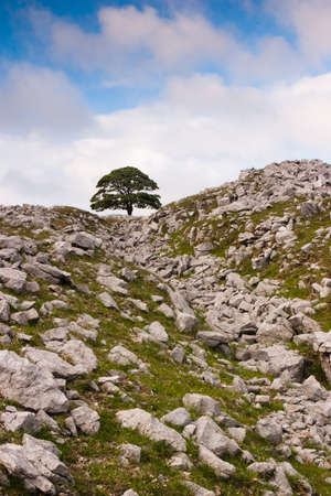 Tree standing alone in the rocks fieldの写真素材