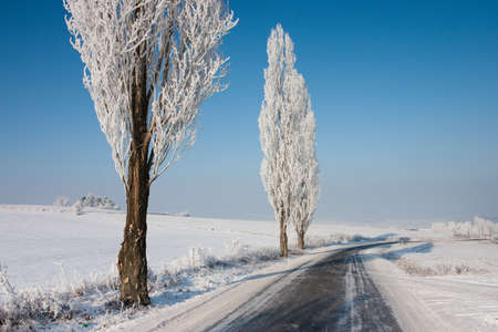Two trees and empty road in winterの写真素材
