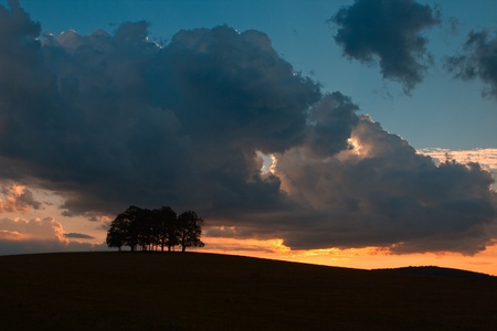 Lonely tree on the field in the mist at sunsetの写真素材