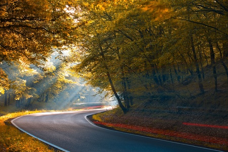 Long exposure on the road in forest in the morningの写真素材