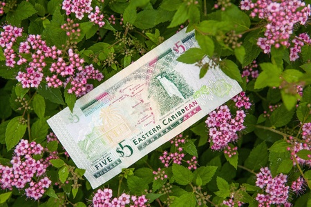 The banknote - Dollars bill of Eastern Caribbeanの写真素材