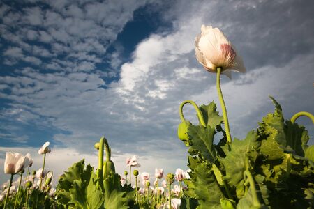 White poppy on the blue sky backgroundの写真素材