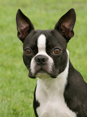 Boston Terrier の写真素材