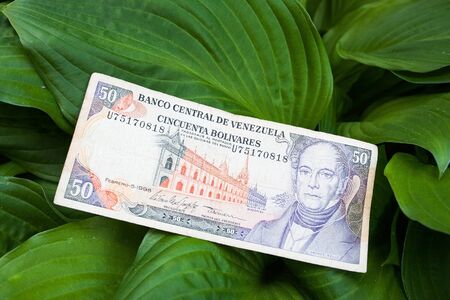 The banknote on the leafs in jungleの写真素材