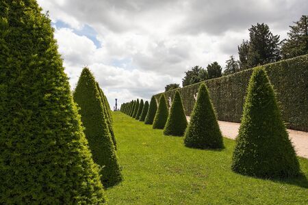 Parterre or conical hedges from Versailles Chateau. Franceのeditorial素材