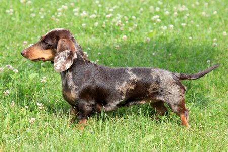 Daschhund tiger on the summer meadowの写真素材
