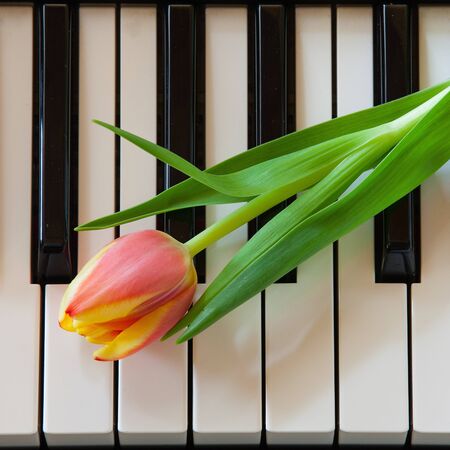 The red tulips on the pianoの写真素材