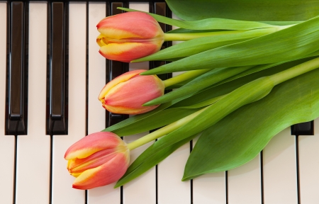 The red tulips on the pianoの写真素材