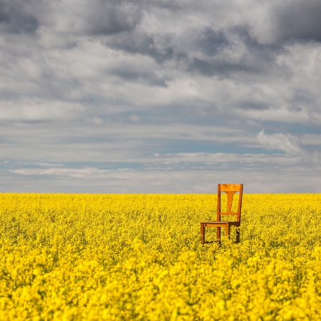 Flowers of oil in rapeseed field with lonely chairの写真素材