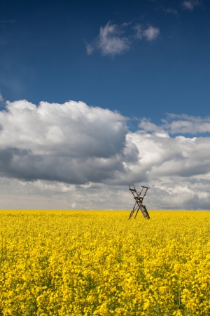 Flowers of oil in rapeseed field with hunting towerの写真素材