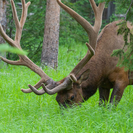 Large bull elk standing in a meadow in the woods in Yellowstone National Parkの写真素材