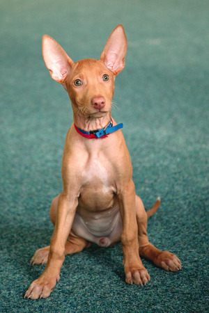 Portrait of funny Pharaoh Hound Puppy at homeの写真素材