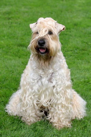 Funny Irish Soft Coated Wheaten Terrierの写真素材
