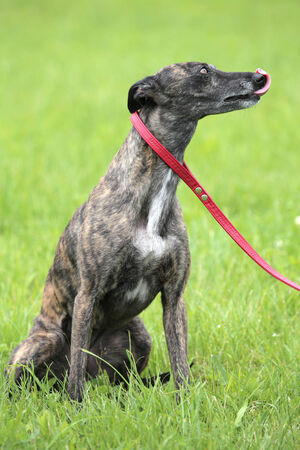 Brown Whippet in the gardenの写真素材