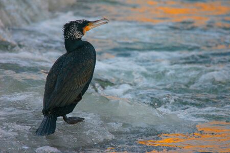 Portrait of Great Cormoran (Phalacrocorax carbo) on the frozen river at sunriseの写真素材