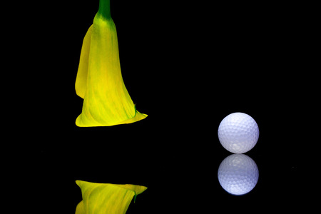 Yellow calla lily and golf ball isolated on a black  backgroundの写真素材