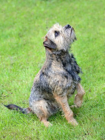 The funny Border Terrier in the gardenの写真素材