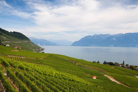 Vineyards near the Geneva lakeの写真素材