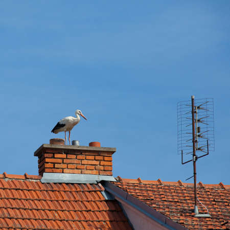 Stork on the chimney of the houseの写真素材