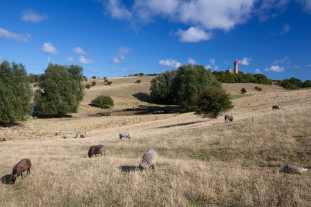 Sheep on pasture at Cape Arcona, Ruegen Island, Germanyの写真素材