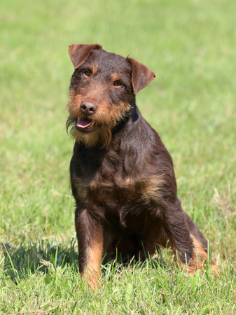 Typical German Hunting Terrier in the spring garden