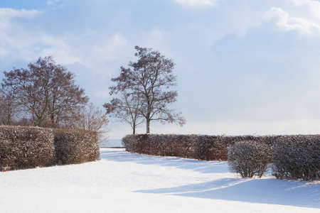 Lonely trees in a winter landscape under blue sky
