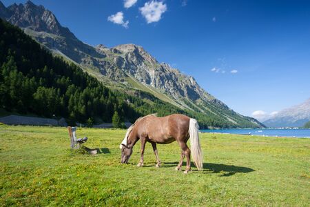 On a pasture near the Lake Sils. It is a lake in the Upper Engadine valley, Grisons, Switzerland.の写真素材