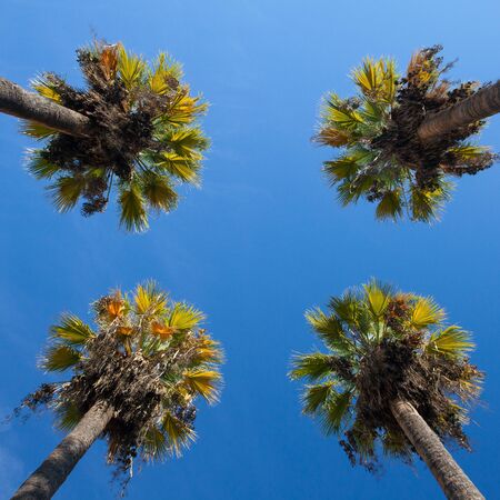 Nice four palm trees in the blue sky.  Date palm trees.Perspective view from floor high up