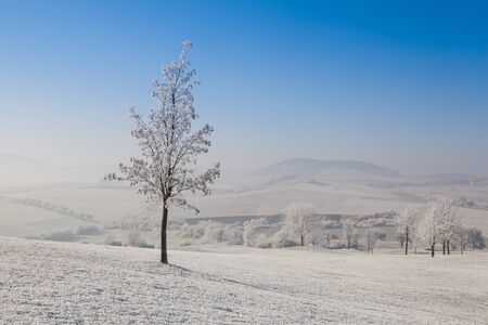 Snow and hoarfrost covered trees in the frosty morning. Amazing winter landscape.の写真素材