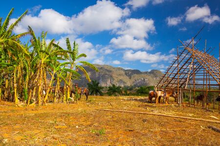 Famous Cuba farmland tobacco area, Valley de Vinales, Pinar del Rio, Cuba.Traditional drying shed tobacco plantation.の写真素材