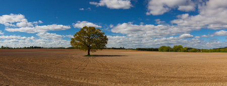Memorial tree in the middle spring field. Panorama pictureの写真素材