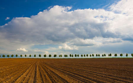 Young beautiful trees in alley with field under blue skyの写真素材