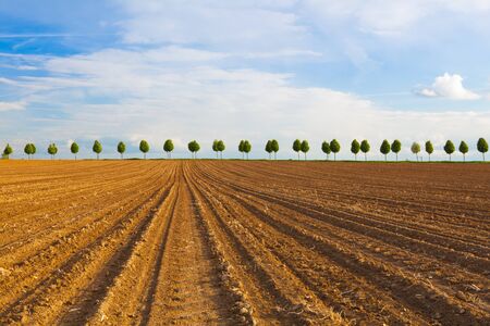 Young beautiful trees between fields at sunsetの写真素材