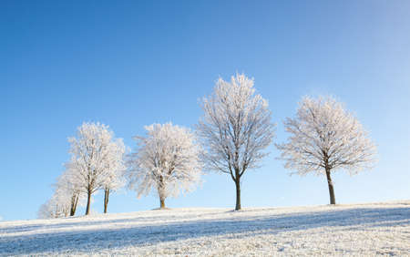 Snow and hoarfrost covered trees in the frosty morning. Amazing winter landscape.の写真素材