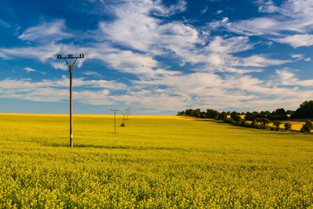 Rapeseed field in the Czech Republic countrysideat sunsetの写真素材