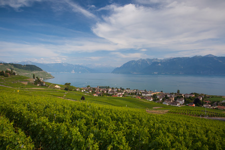 Vineyards of the Lavaux region over lake Leman (lake of Geneva),Switzerlandの写真素材