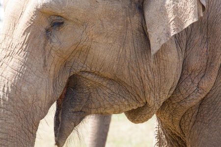 Large herd of Asian Elephants (Elephas maximus) eating grassの写真素材