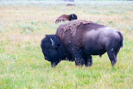 The herd bison in Yellowstone National Park, Wyoming. USA.  The Yellowstone Park bison herd in...
