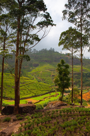 Nuwara Eliya tea plantation in Sri Lanka. Nuwara Eliya is the most important place for tea plantation and production in Sri Lanka.の写真素材