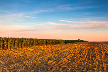 Lookout tower between corn field and empty field after harvesting. Panorama picture with mowed wheat...