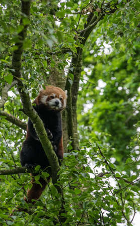 Red Panda sitting alone in a treeの写真素材