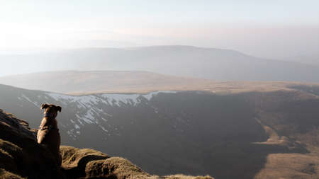 A photograph of a dog looking over the views of the Beaconsの写真素材