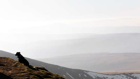 A photograph of a dog in wonder of his location while at the peaks of the Beaconsの写真素材
