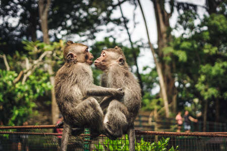 Monkey Forestの写真素材