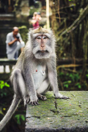 Monkey close upの写真素材