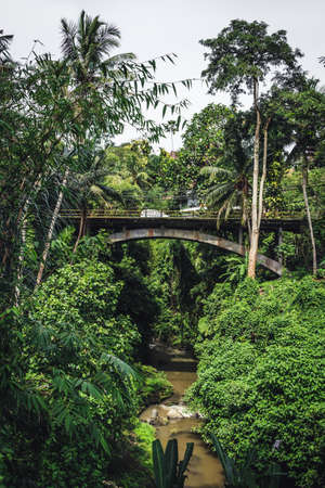 Bridge between lush greenの写真素材