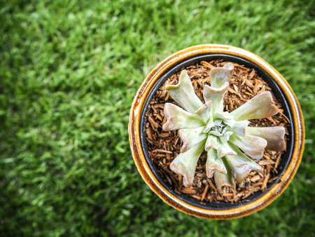 Close up photo of cactus in plastic pot and  with artificial turf as a background.