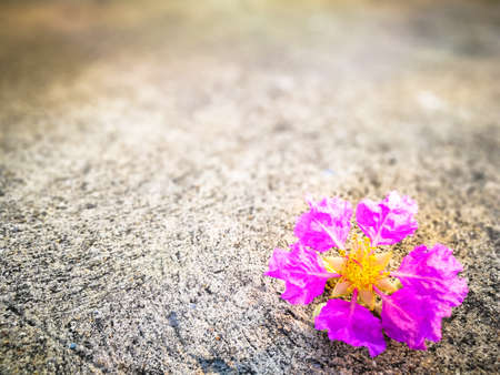 Tiny purple flower on a concrete floor - selective focus on pollen.の写真素材